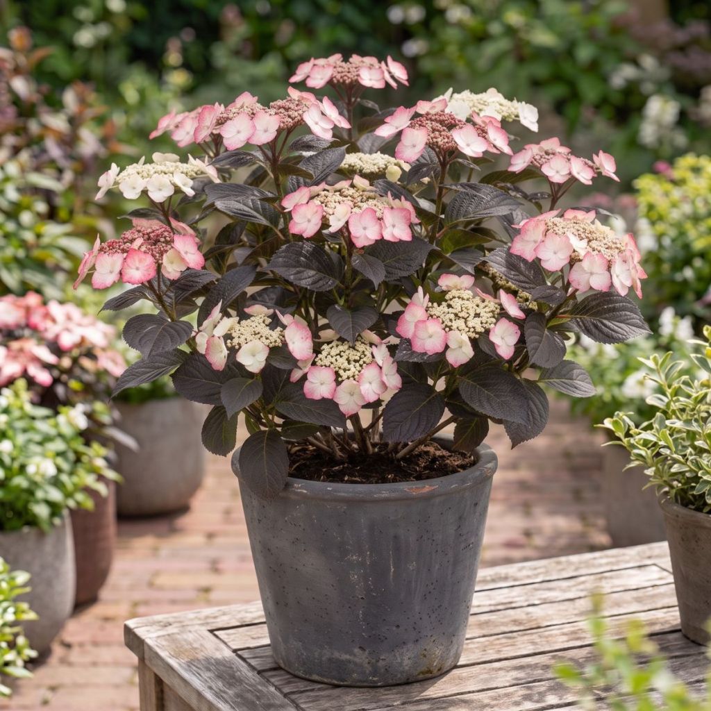 Hortênsia serrata Choco White - Hydrangea serrata