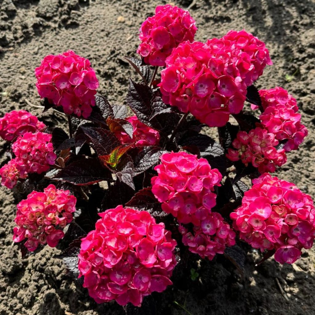 Hortênsia serrata Choco Strawberry - Hydrangea serrata