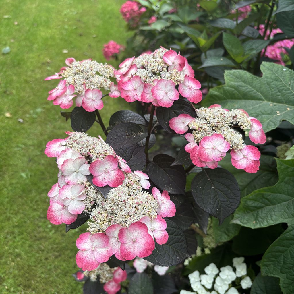 Hortênsia serrata Choco White - Hydrangea serrata