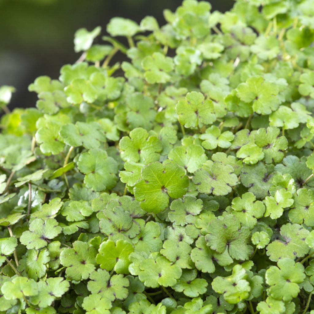 Hydrocotyle nova