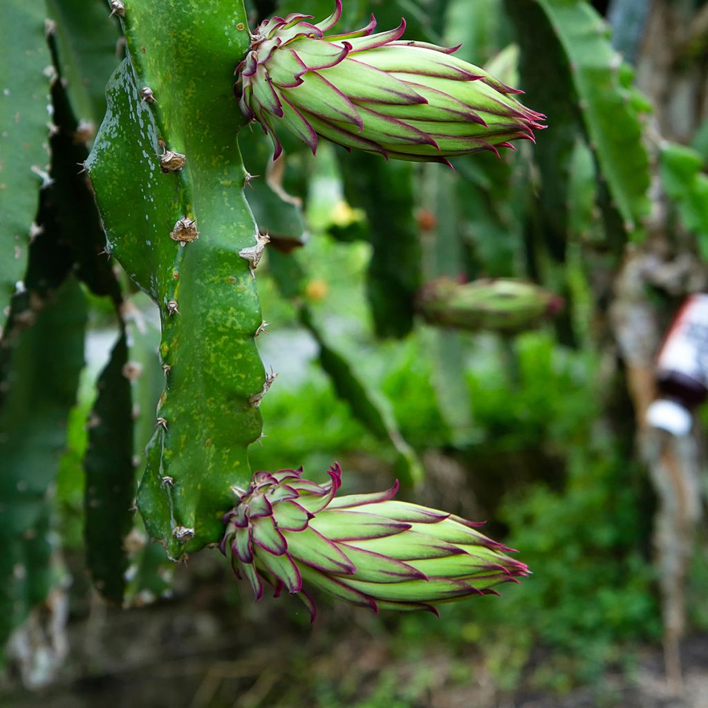Hylocereus megalanthus - Pitaya, fruto do dragão amarela