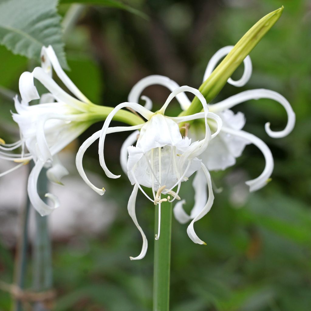 Hymenocallis festalis Zwanenburg