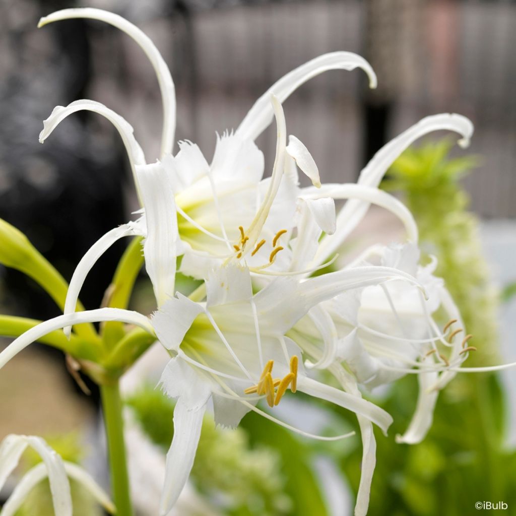 Hymenocallis festalis Zwanenburg