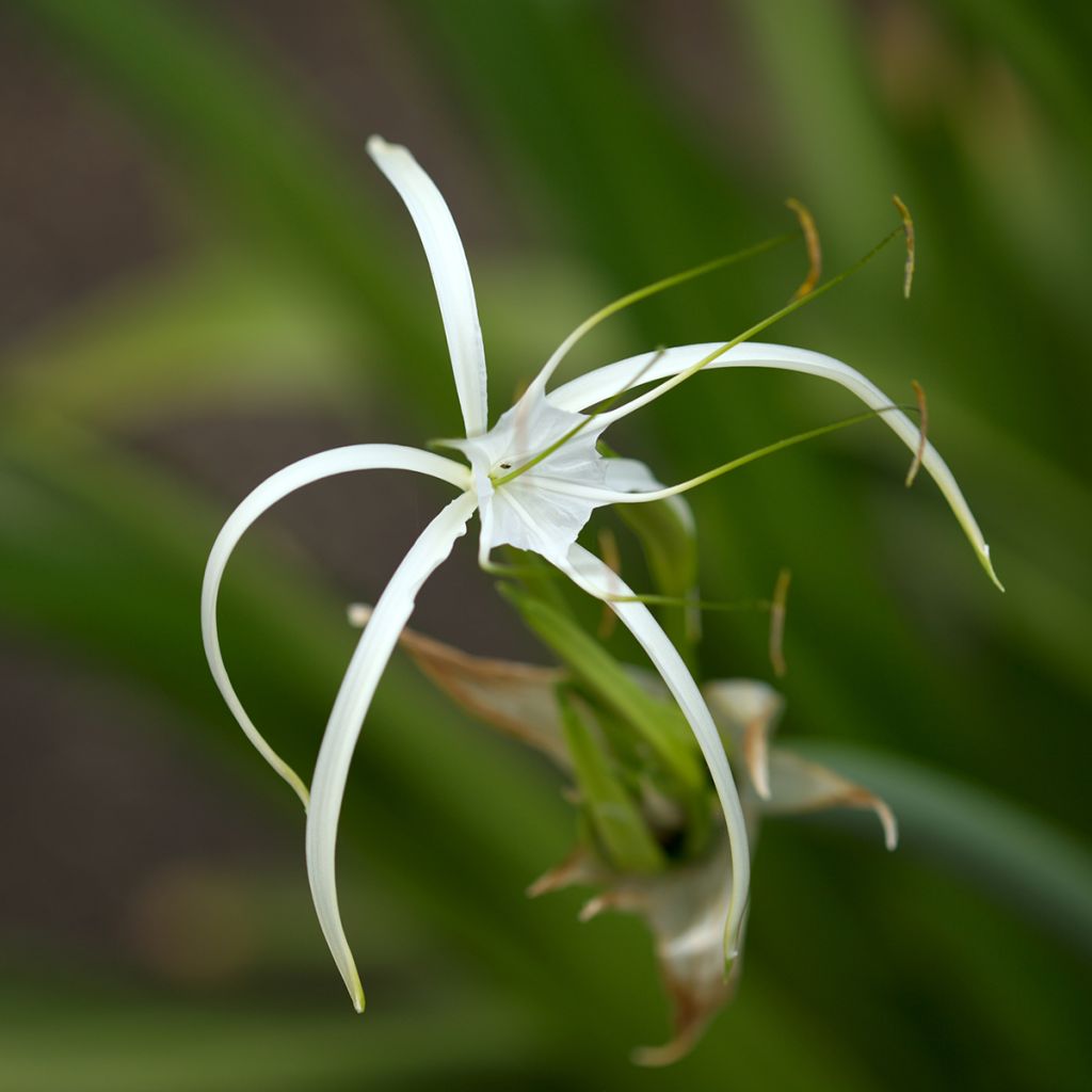 Hymenocallis harrisiana