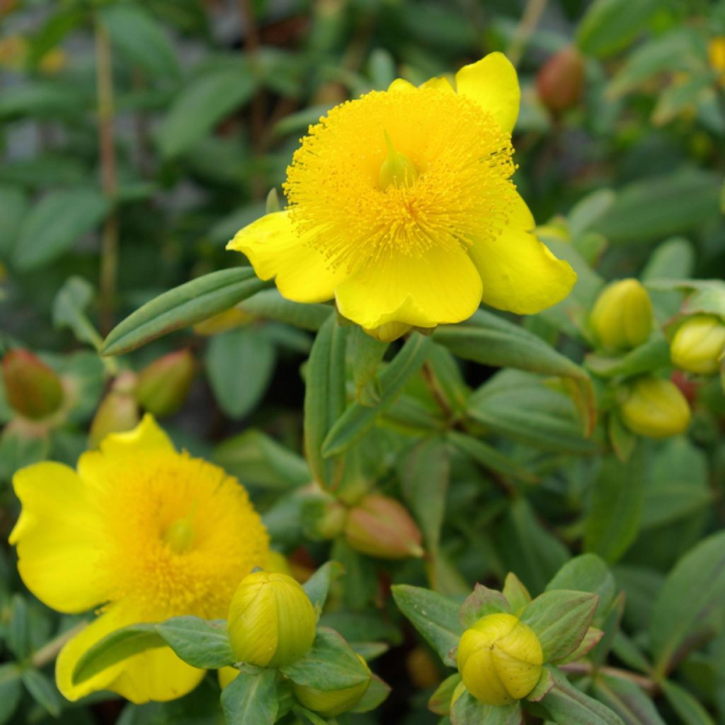 Hypericum frondosum Sunburst