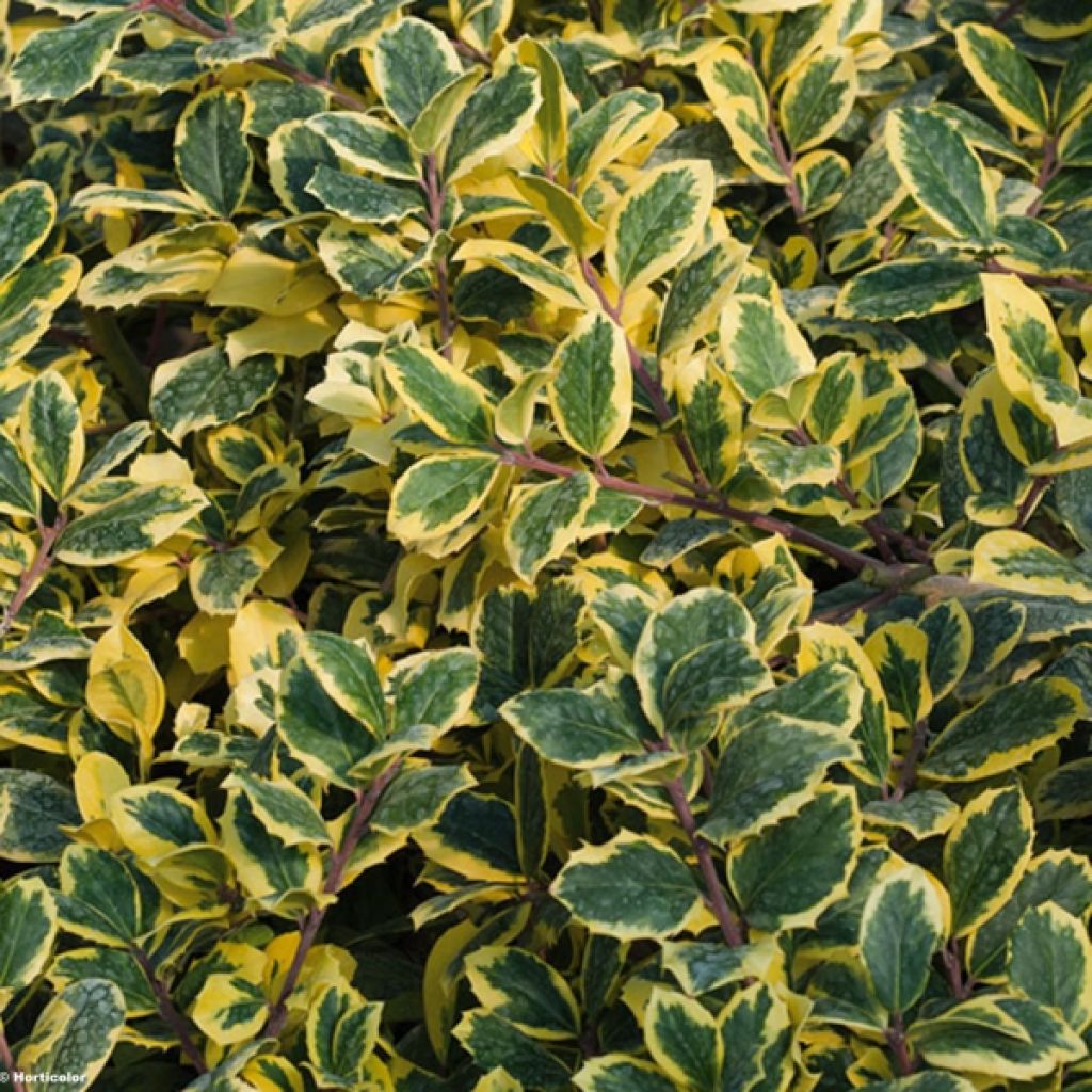 Ilex Golden King