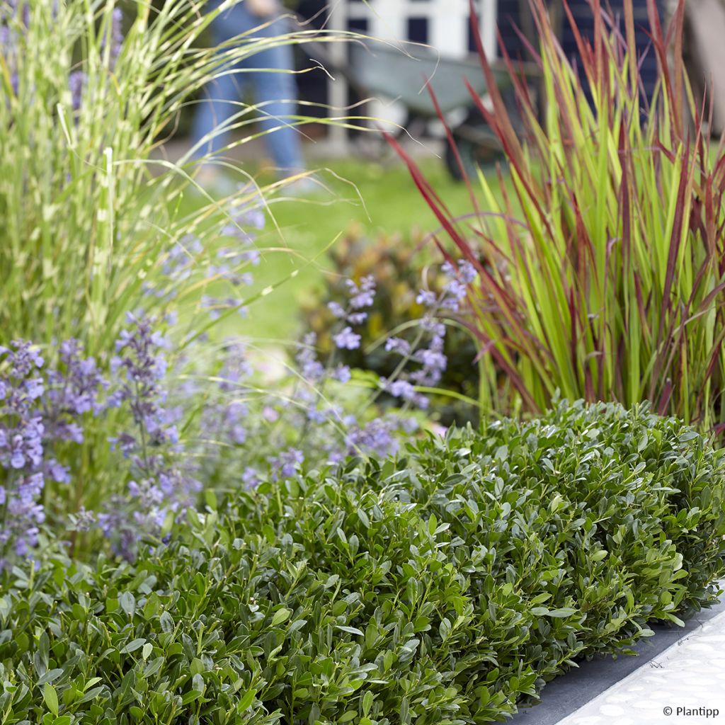 Azevinho-japonês Luxus Hedge - Ilex crenata