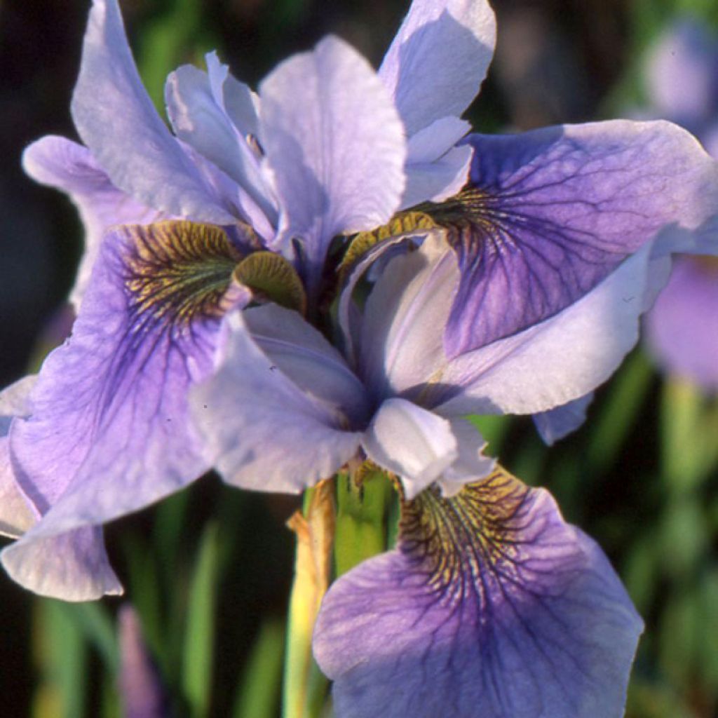 Iris sibirica Cool Spring