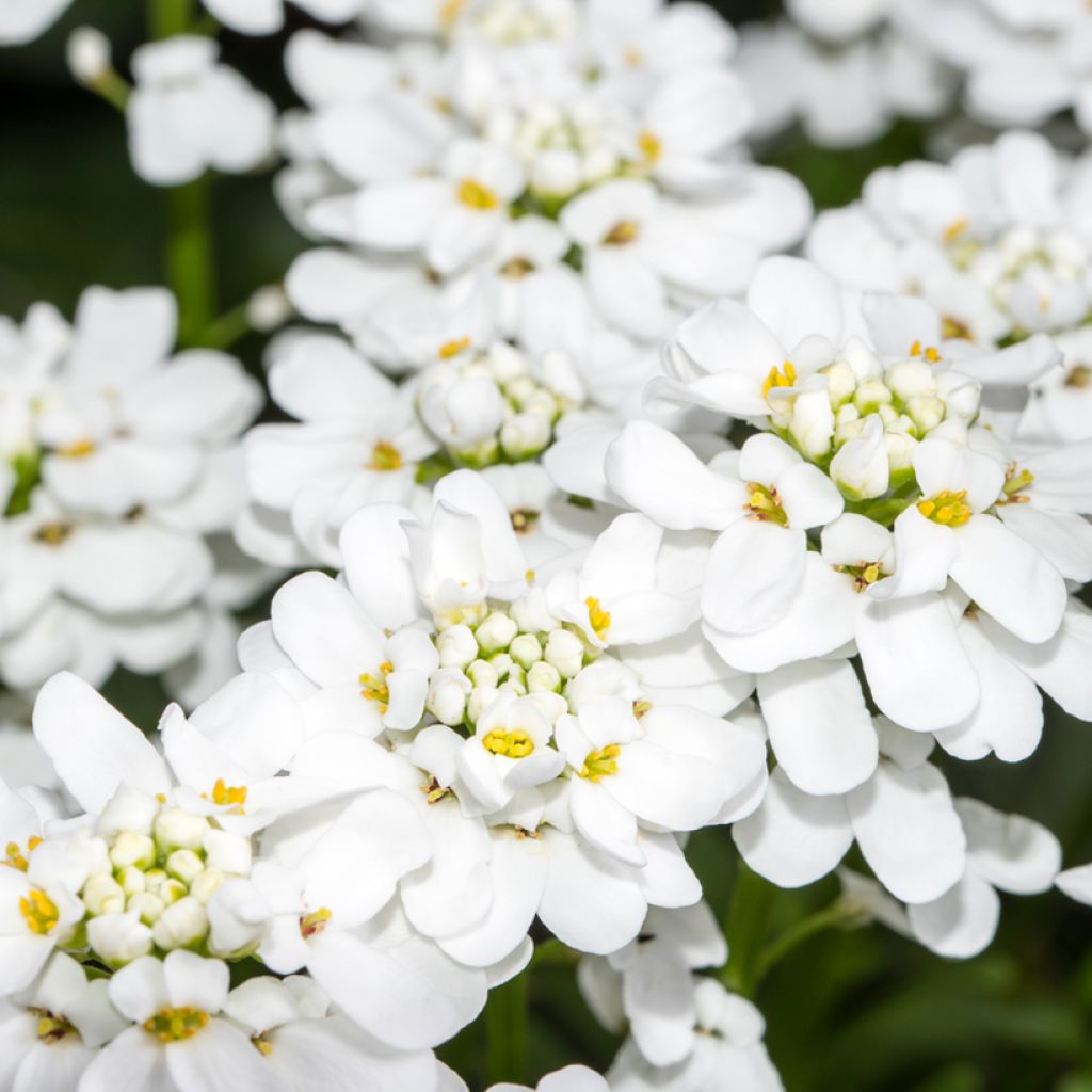 Iberis sempervirens Appen-Etz - Corbeille d'argent