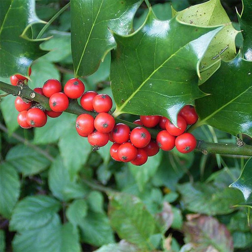 Ilex aquifolium