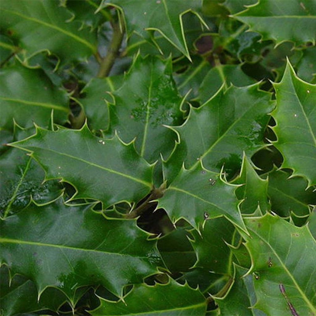 Ilex aquifolium