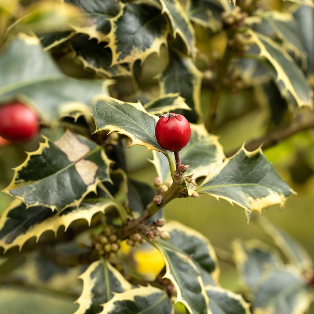 Azevinho Silver Queen