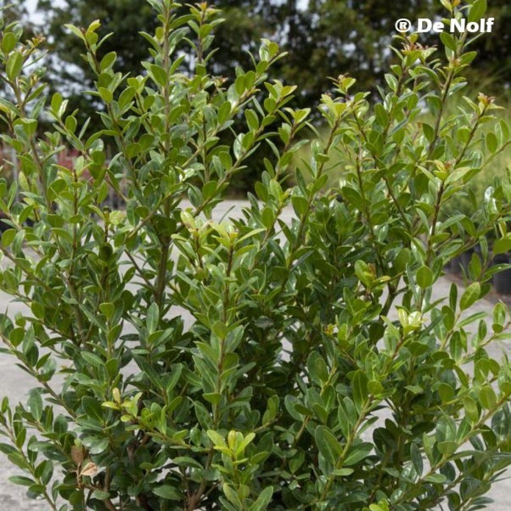 Azevinho-japonês Caroline Upright - Ilex crenata