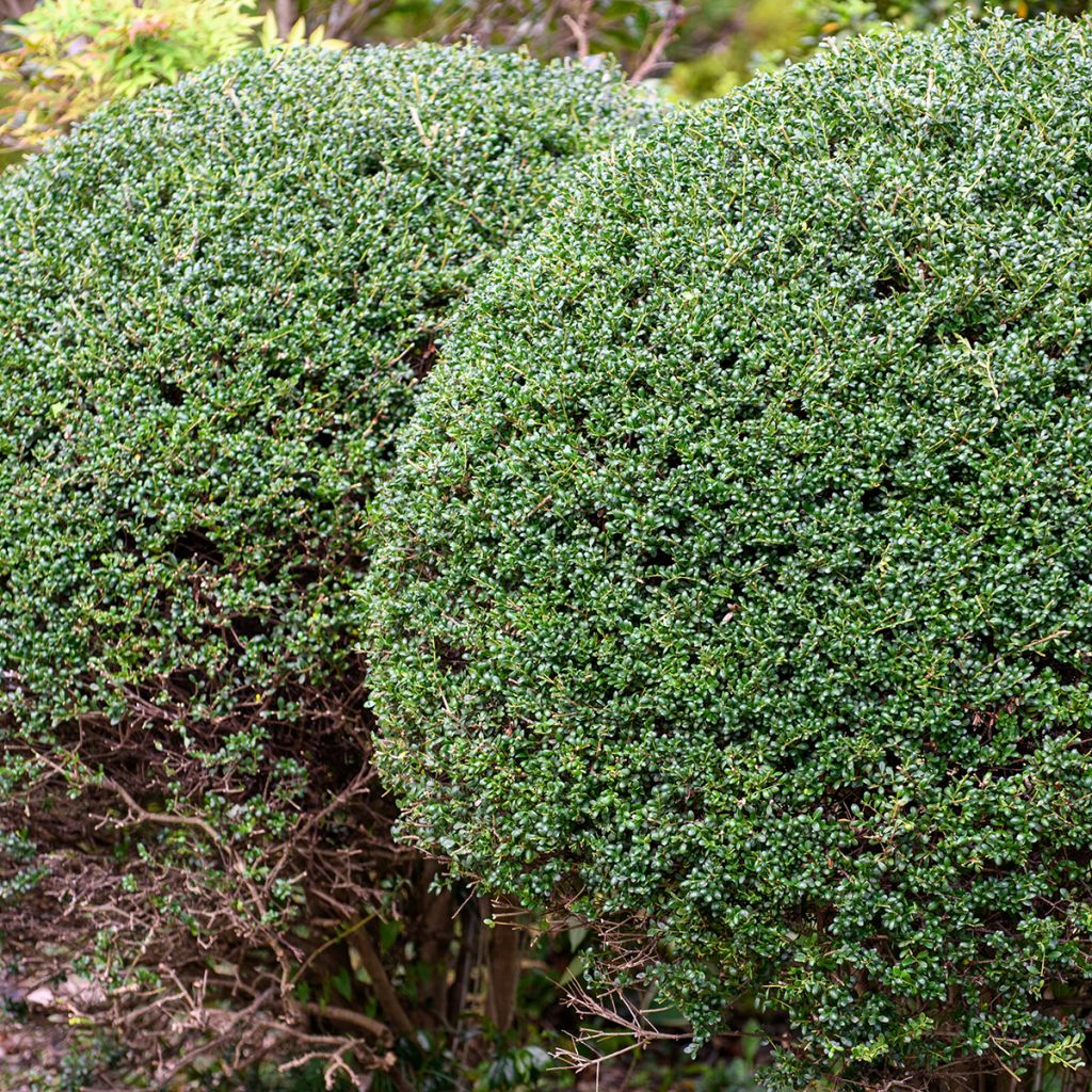 Azevinho-japonês Glorie Gem em bola - Ilex crenata