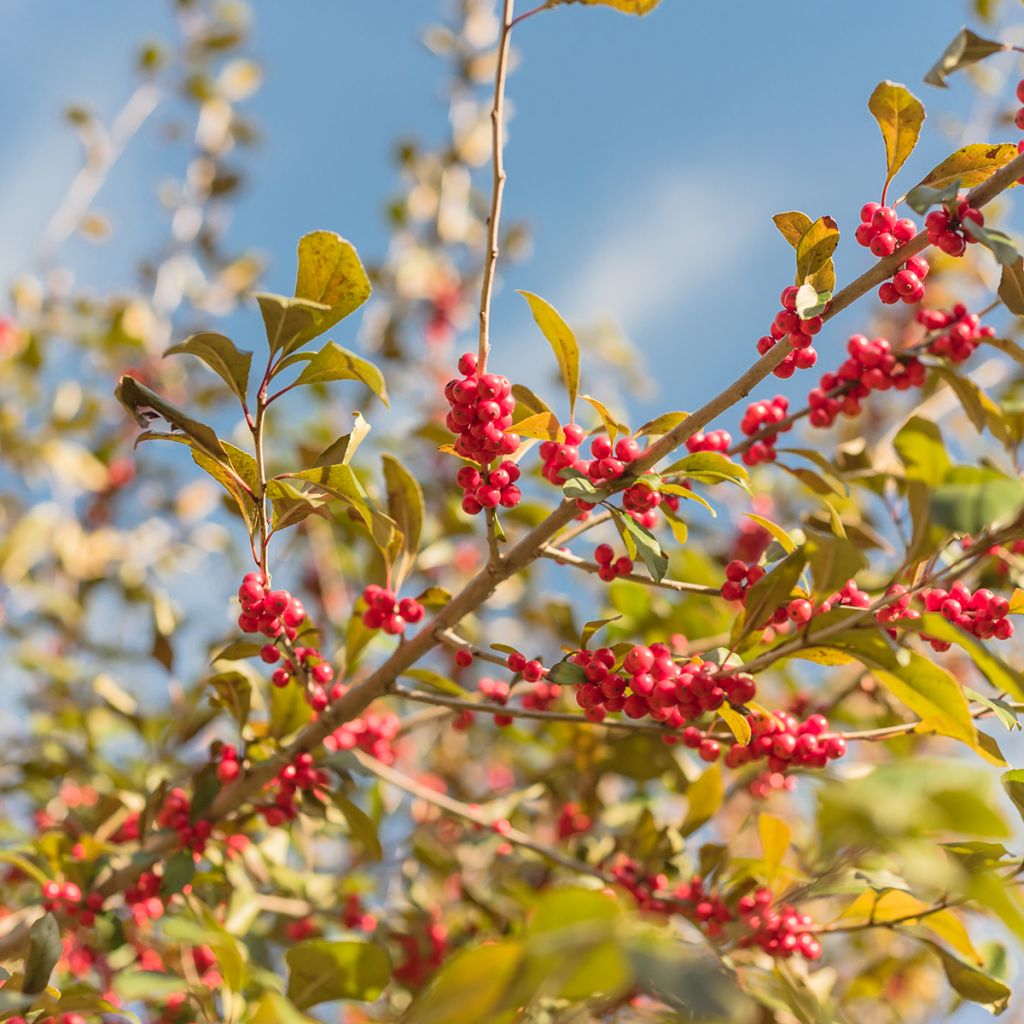 Ilex verticillata