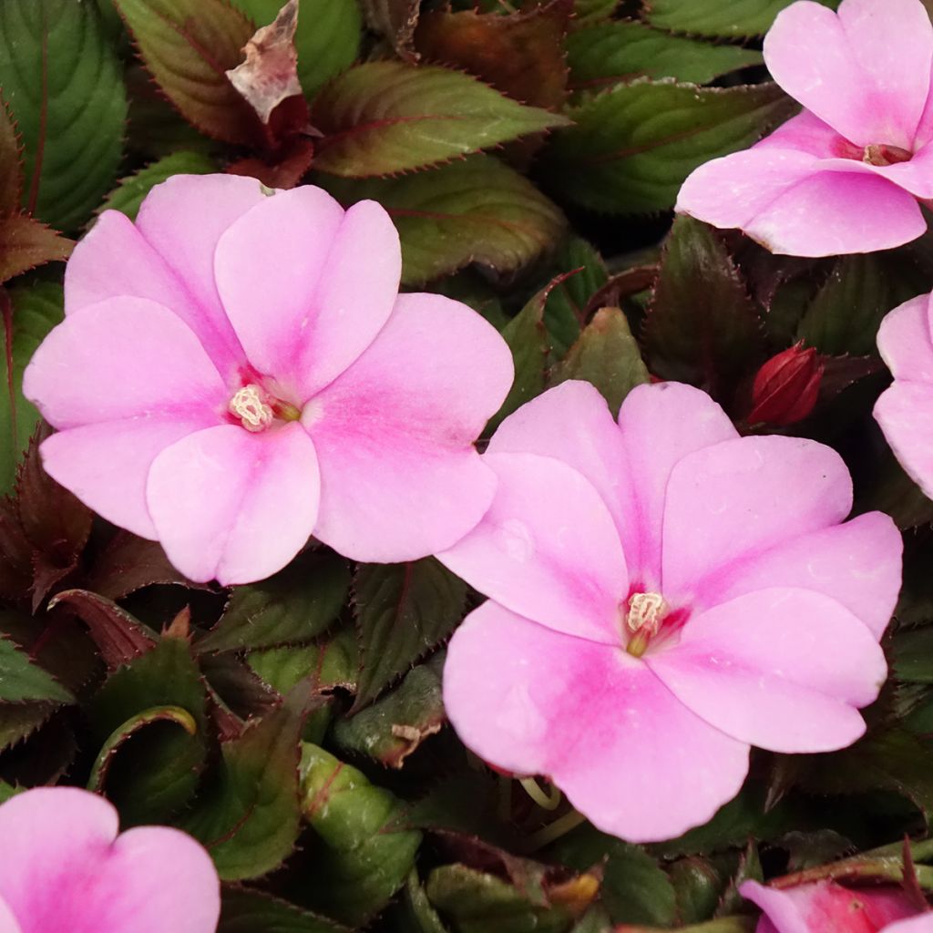 Beijinho da Nova Guiné SunPatiens Vigorous Lavender