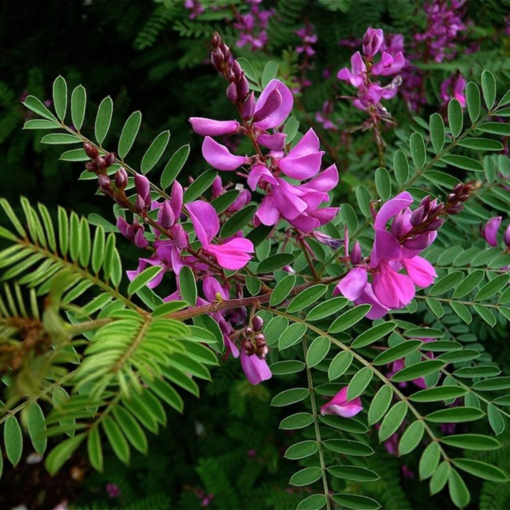 Indigofera heterantha