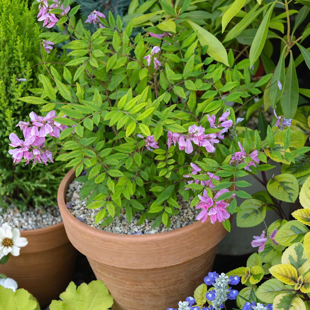 Indigofera heterantha
