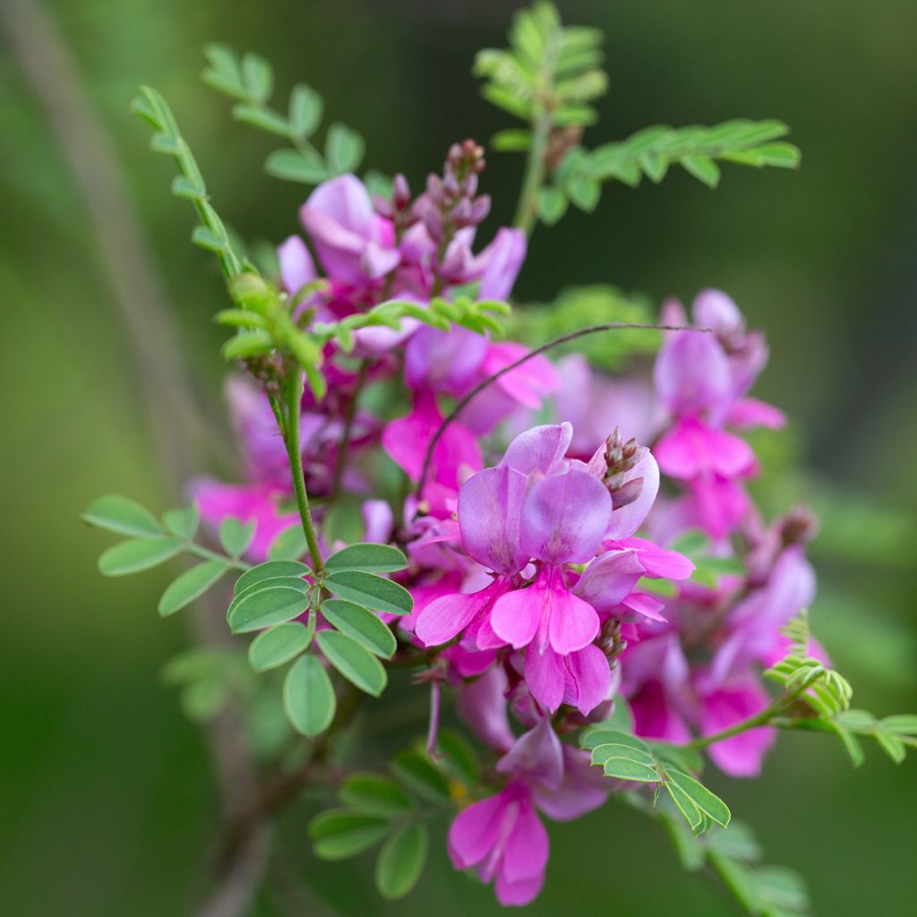 Indigofera heterantha