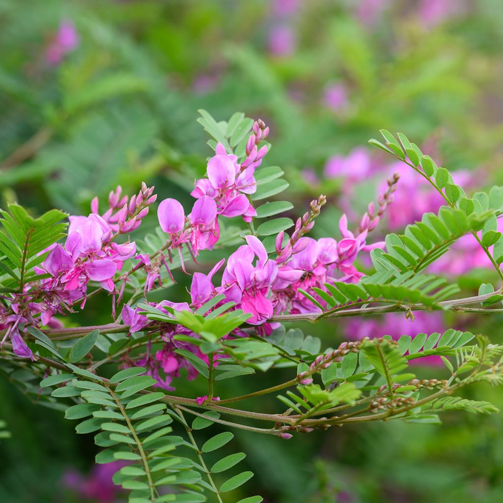 Indigofera heterantha