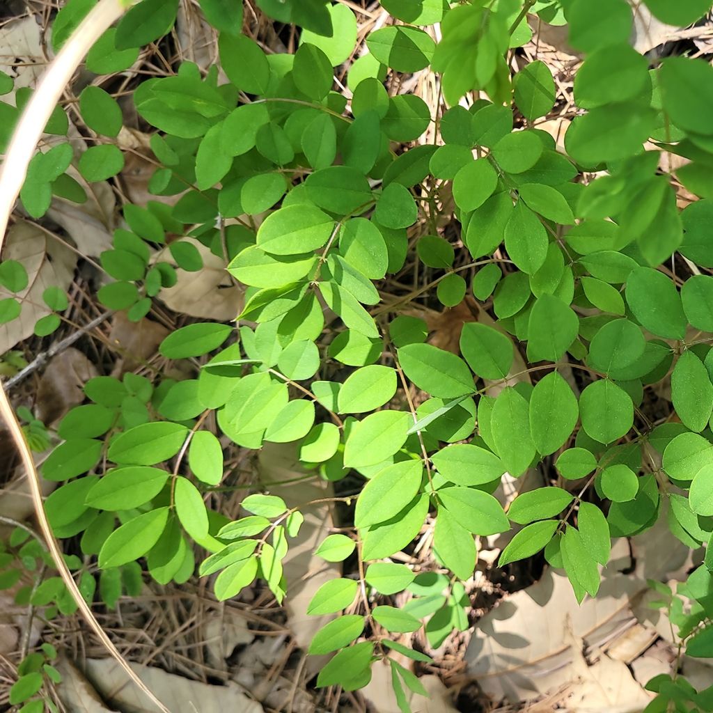 Indigofera kirilowii - Indigotier de Kirilov