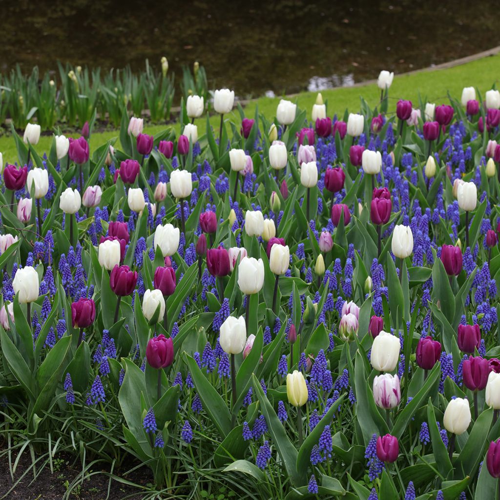 Inspiração bolbos de primavera Crepúsculo