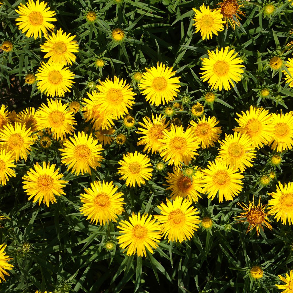 Inula ensifolia