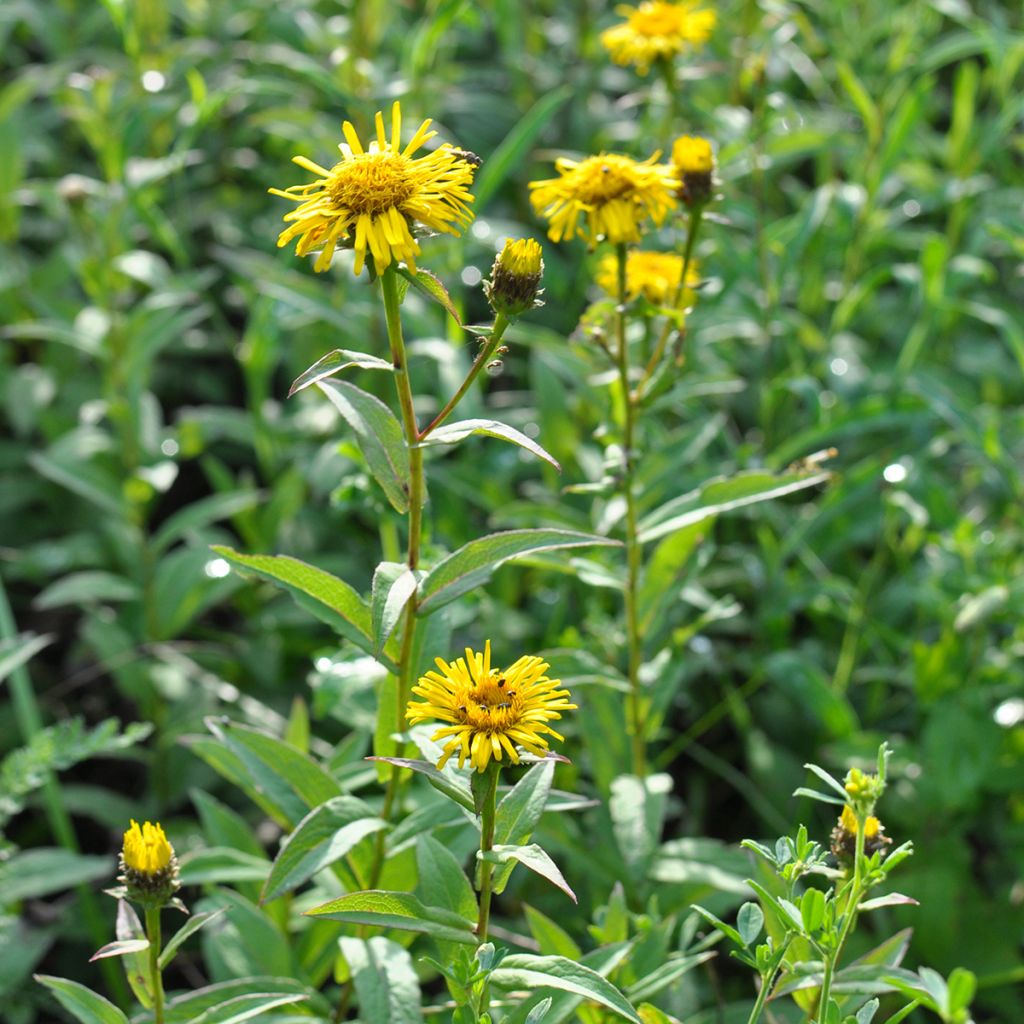 Inula ensifolia