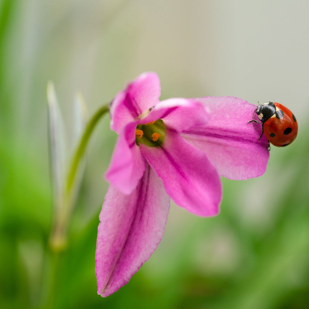 Ipheion uniflorum Charlotte Bishop