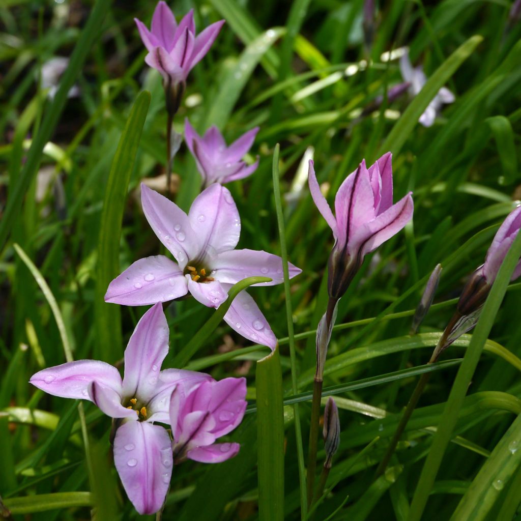 Ipheion uniflorum Charlotte Bishop