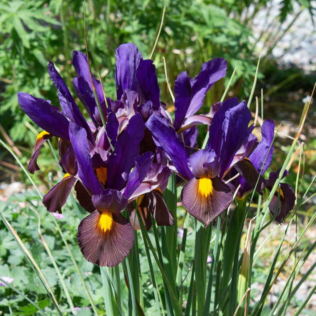 Iris hollandica Eye of the Tiger