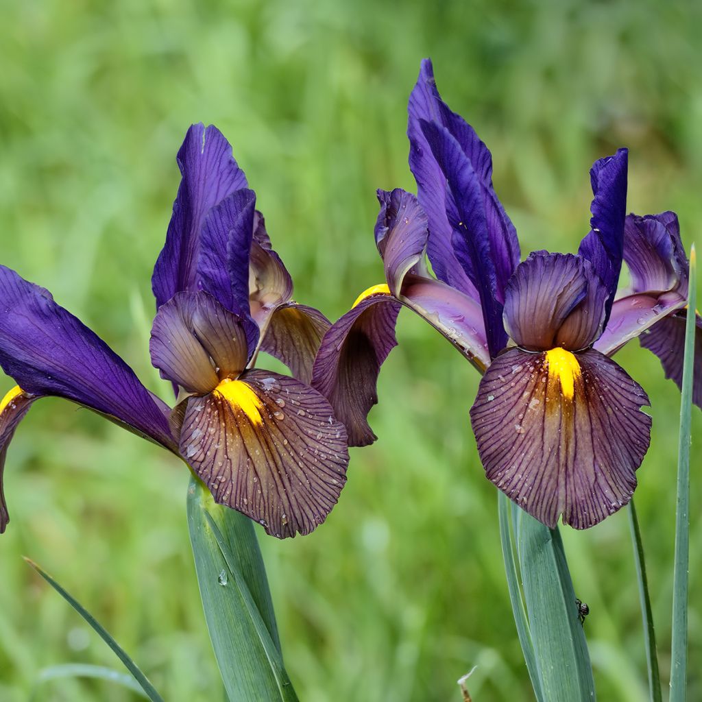 Iris hollandica Eye of the Tiger