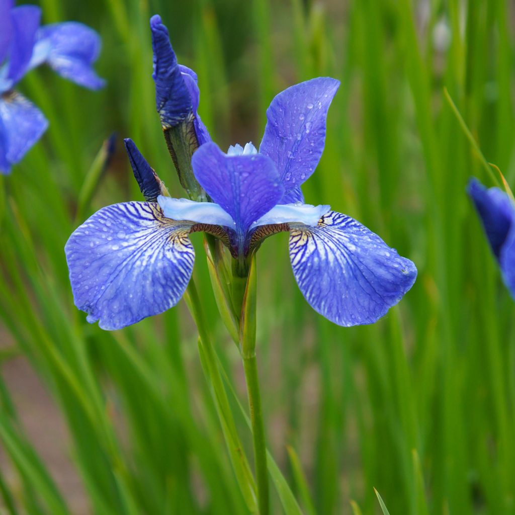 Iris sibirica Blue King