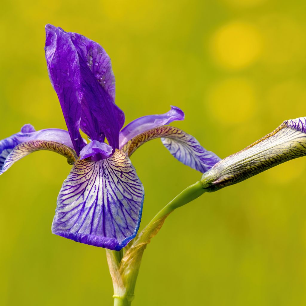 Iris sibirica Blue King