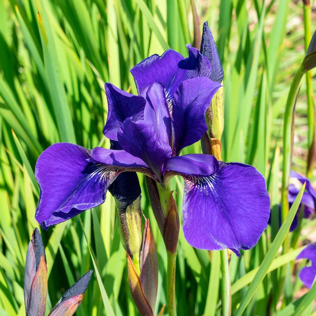 Iris sibirica Caesar's Brother