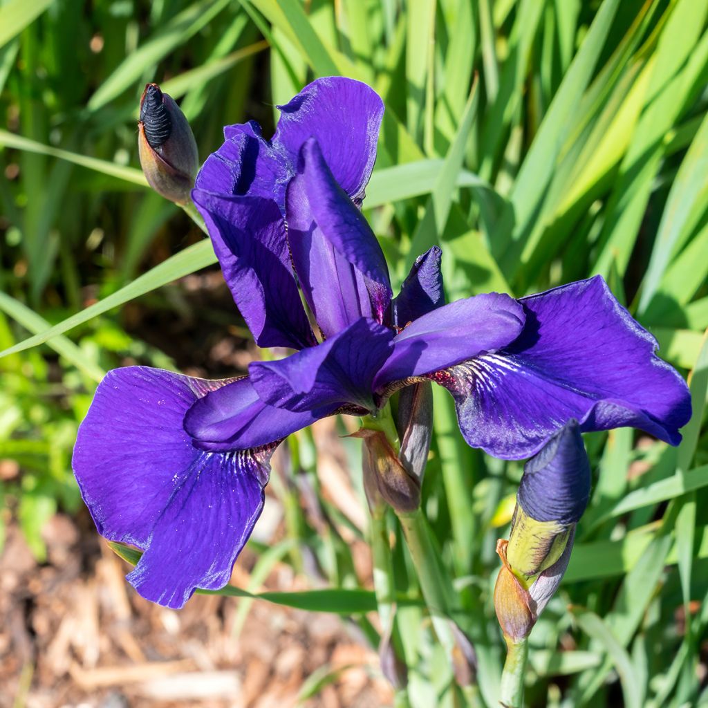 Iris sibirica Caesar's Brother