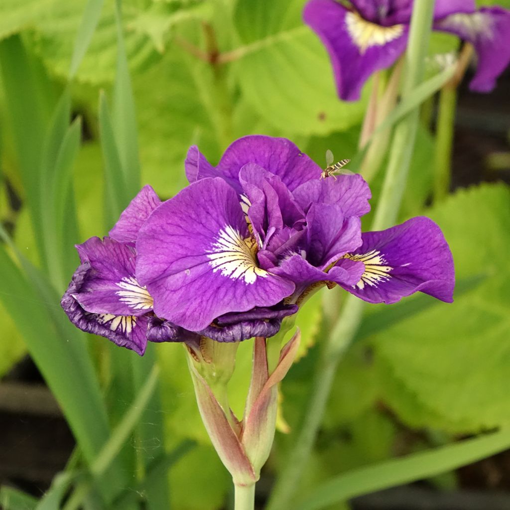 Iris sibirica Double Standard