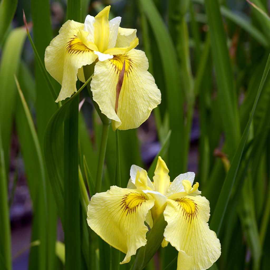 Iris ensata Aichi