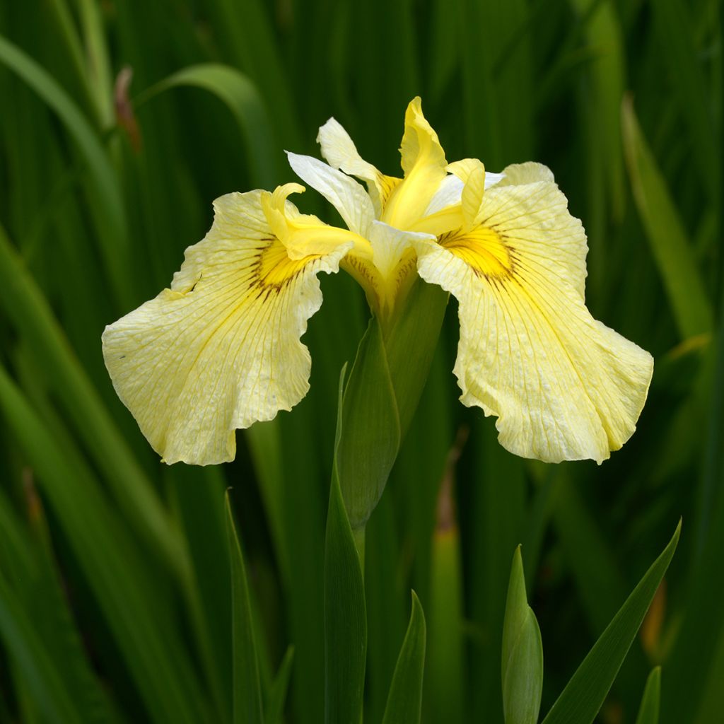 Iris ensata Aichi
