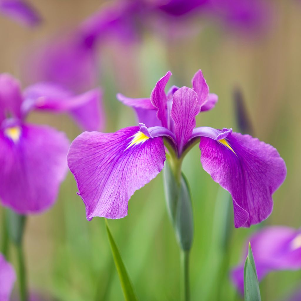 Iris ensata Sea of Amethyst