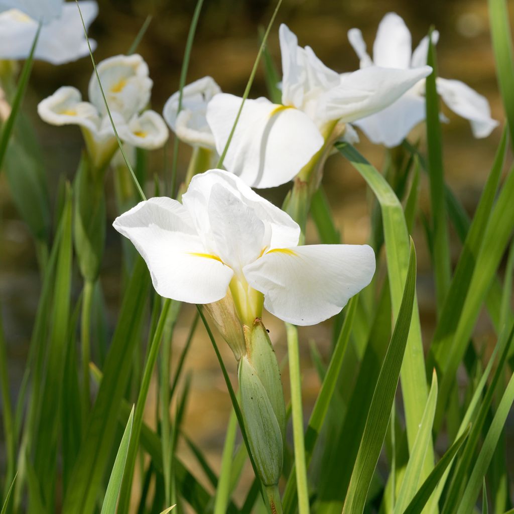 Iris ensata Diamant