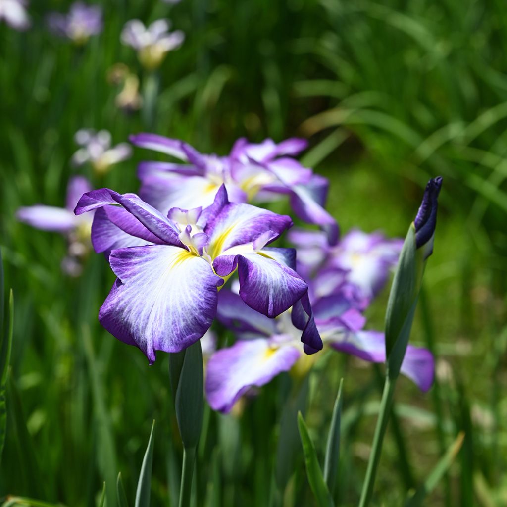 Iris ensata Gracieuse