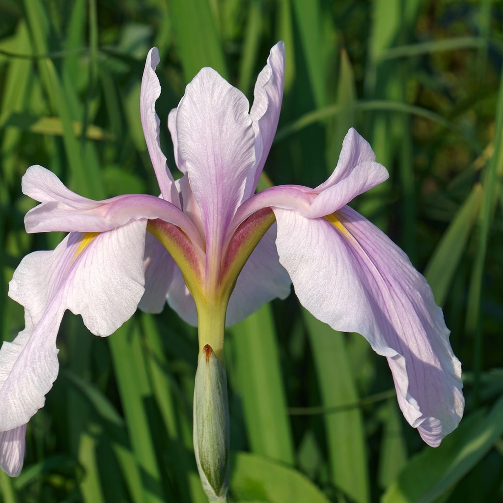 Iris ensata Rose Queen