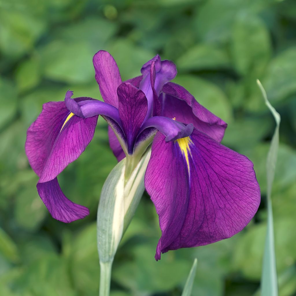 Iris ensata Variegata