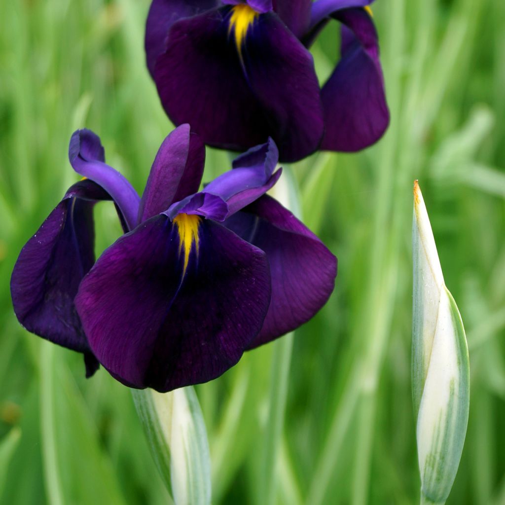 Iris ensata Variegata
