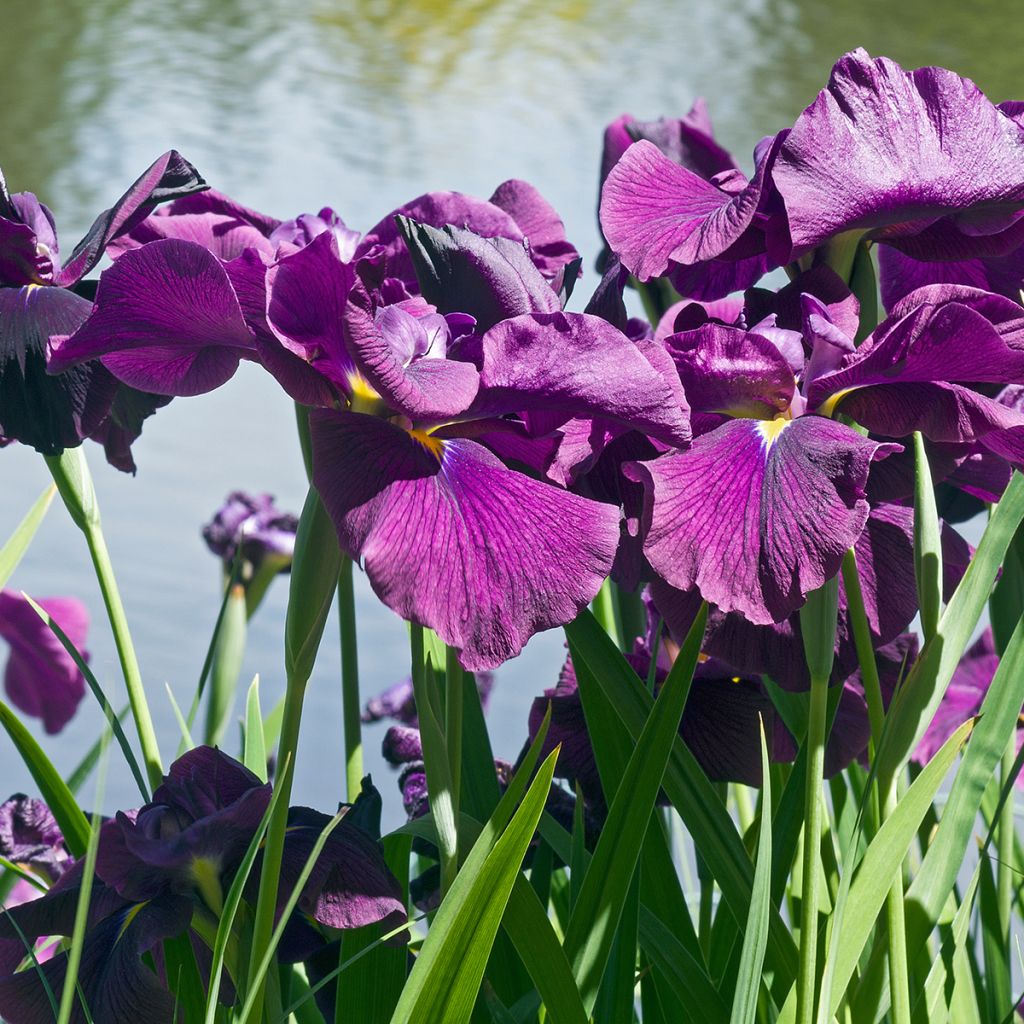 Iris ensata Variegata