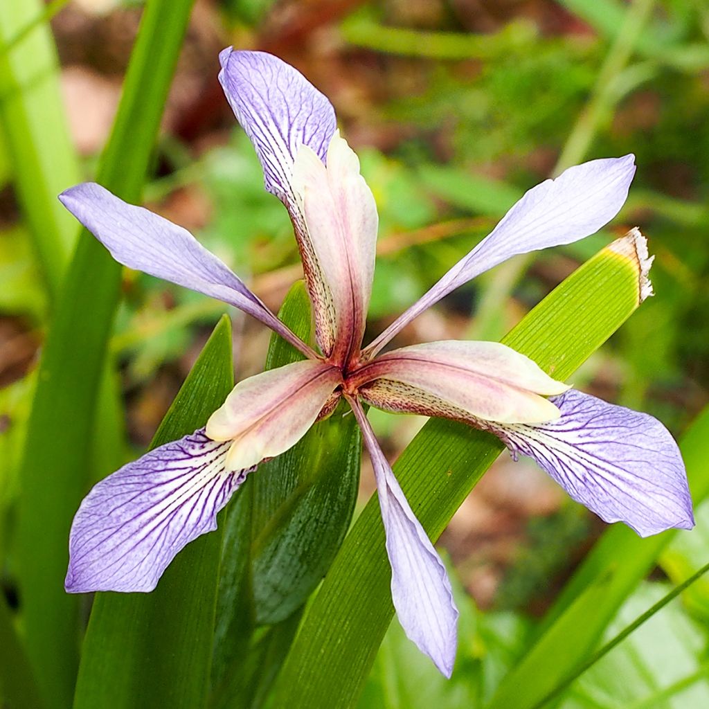Iris foetidissima  - Lírio-fétido