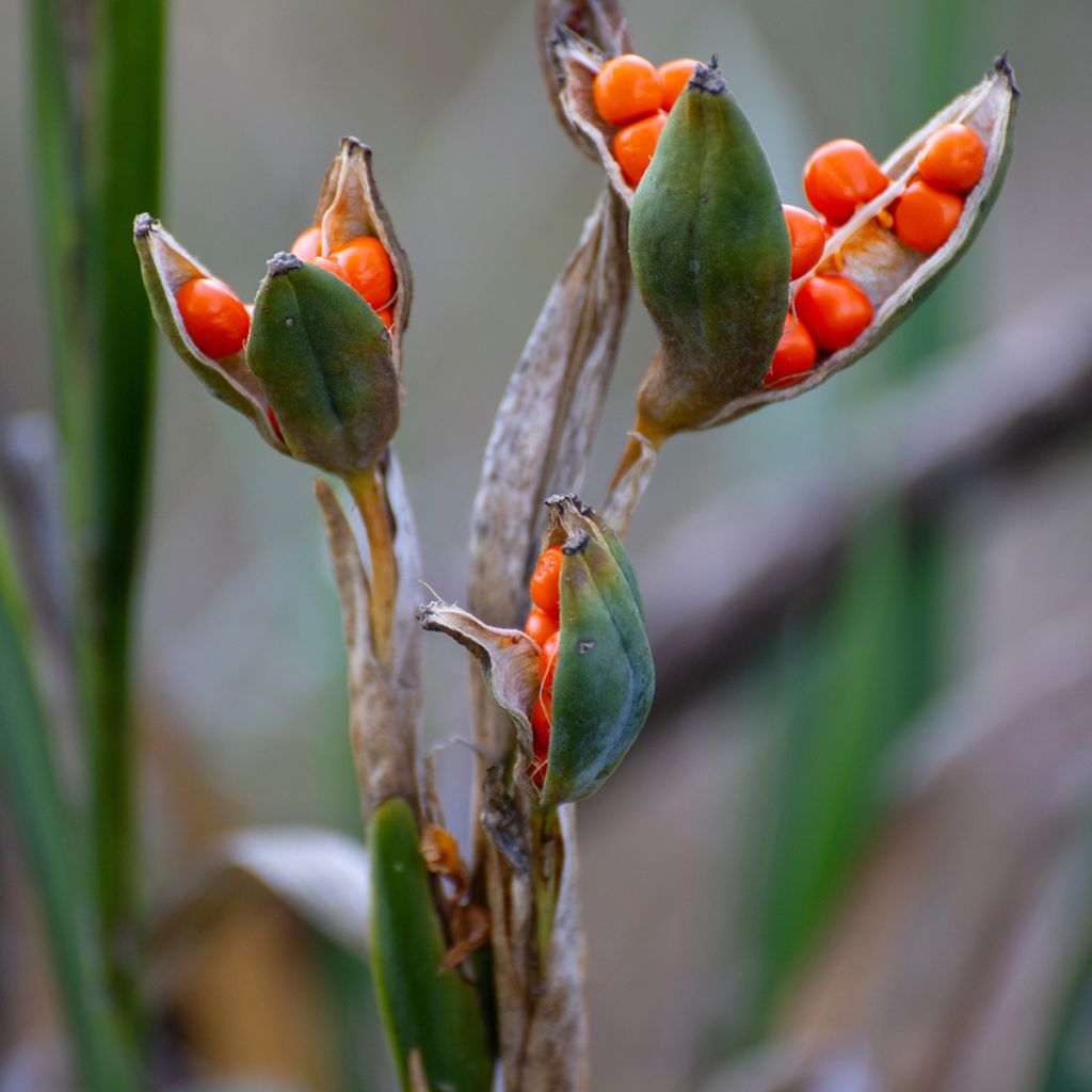 Iris foetidissima  - Lírio-fétido