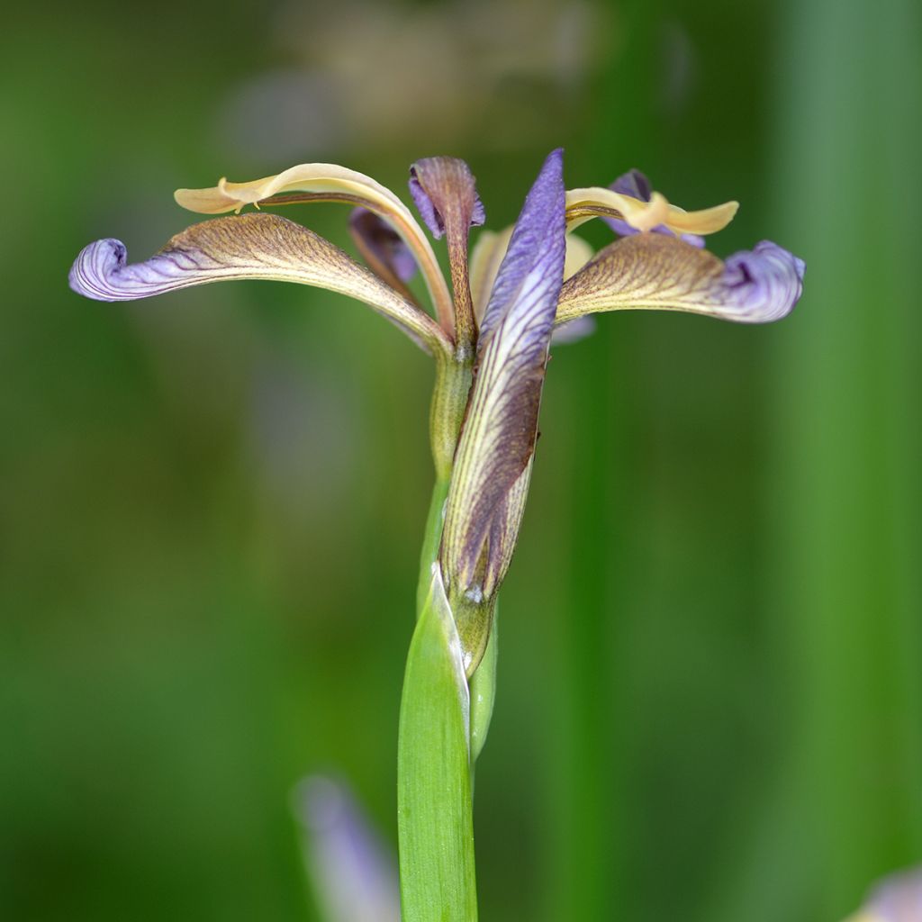 Iris foetidissima  - Lírio-fétido