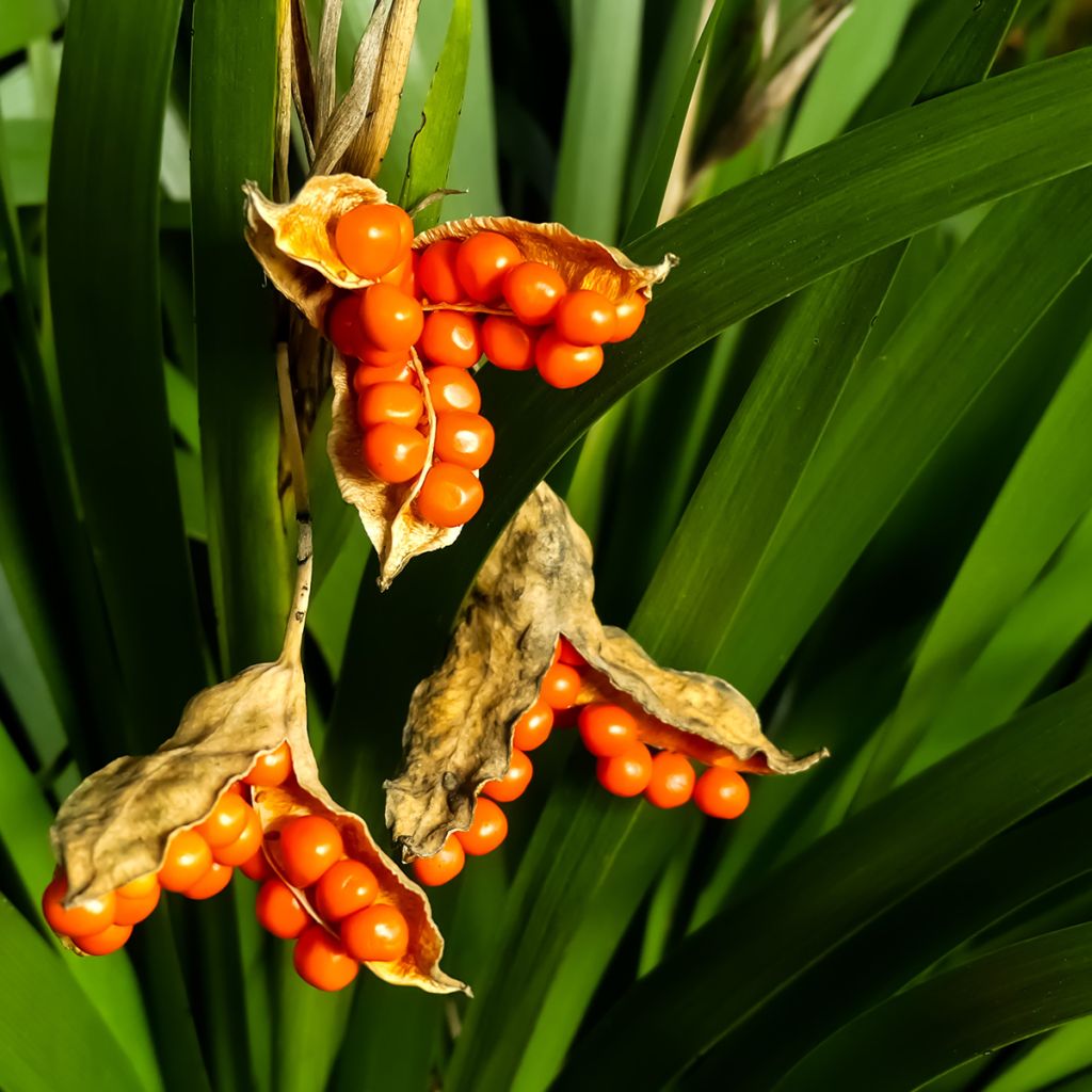 Iris foetidissima  - Lírio-fétido